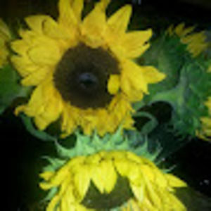 Meet your Posher, Donna